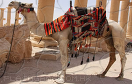 沙漠駱駝遊戲 / 沙漠駱駝 Game