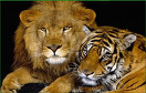 老虎和獅子遊戲 / 老虎和獅子 Game